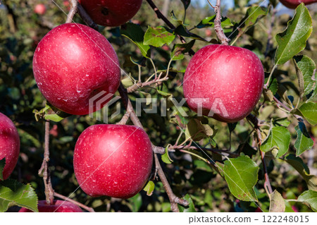 Delicious Shinano sweet apples ripened in the orchard Delicious Shinano sweet apples ripened in the orchard 122248015