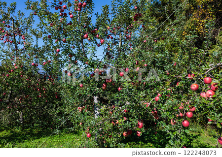Scenery of an orchard filled with Shinano Sweet fruits Scenery of an orchard filled with Shinano Sweet fruits 122248073