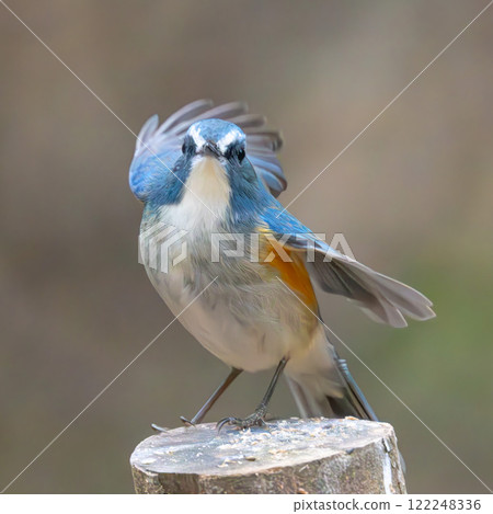 紅脅藍尾鴝 紅脅藍尾鴝 122248336