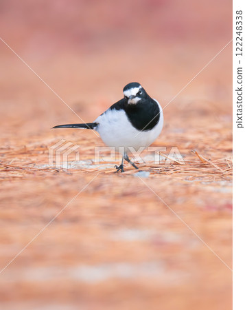 黑背w 黑背w 122248338