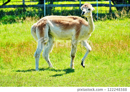 Alpaca (Ecorin Village, Eniwa City, Hokkaido) 122248388