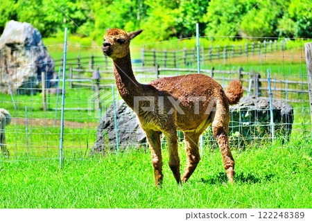 羊駝（北海道惠庭市葉光林村） 122248389