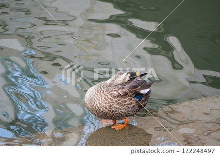 Spot-billed Ducks on the Tosabori River, Osaka City 122248497