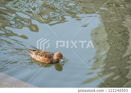 Wigeon (female) Nakanoshima Park, Tosabori River, Osaka City 122248503