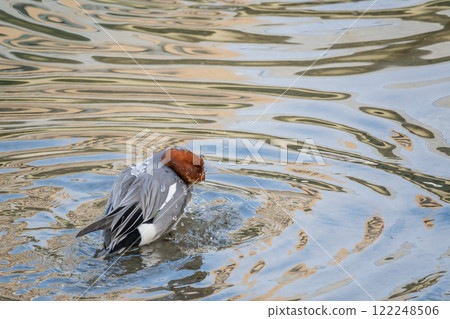 Wigeon(男)大阪市土佐堀川中之島公園 Wigeon(男)大阪市土佐堀川中之島公園 122248506