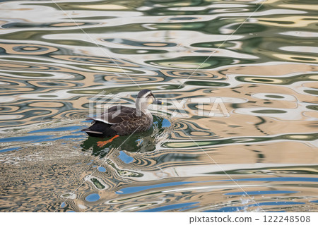 Spot-billed Ducks on the Tosabori River, Osaka City 122248508