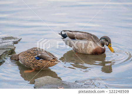 A pair of mallards at Nakanoshima Park, Tosabori River, Osaka City 122248509