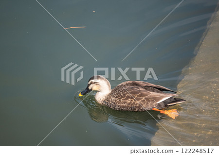 大阪市土佐堀川的斑嘴鴨 大阪市土佐堀川的斑嘴鴨 122248517