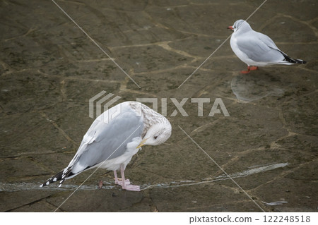 Black-headed gulls flying into the Tosabori River at Nakanoshima Park in Osaka City 122248518