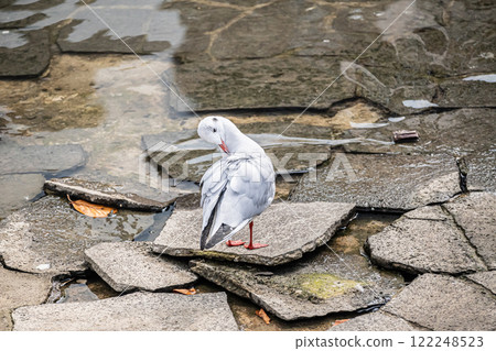 A black-headed gull preening its feathers at Nakanoshima Park, Tosabori River, Osaka City 122248523