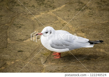 大阪市土佐堀川中之島公園內的黑頭鷗 大阪市土佐堀川中之島公園內的黑頭鷗 122248524