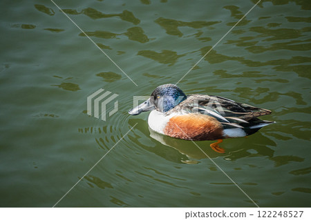 Northern Shoveler (male) Osaka Castle Park 122248527