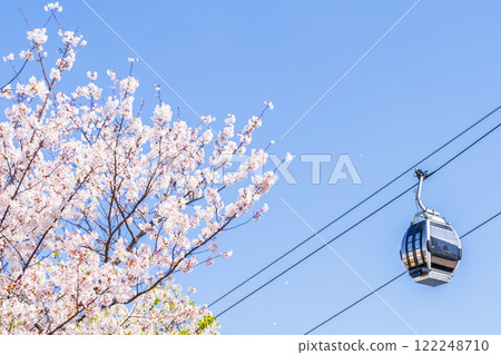 Cherry blossoms in full bloom and urban circulation ropeway "Yokohama Air Cabin" [Yokohama City, Kanagawa Prefecture] 122248710