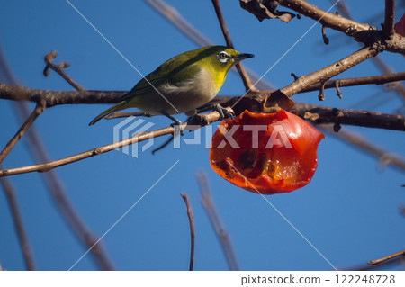 Japanese white-eye that plows a salmon 122248728