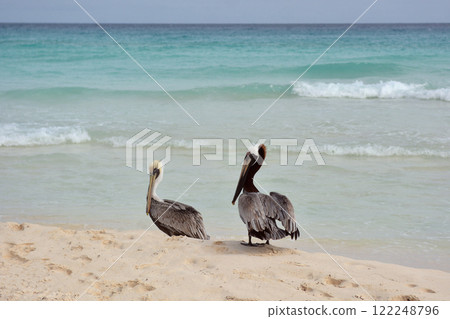 Big Pelican flies over the sea against a blue sky. 122248796