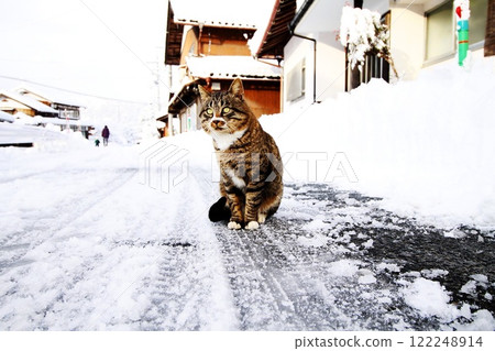 Take a walk with a cat Take a walk with a cat 122248914