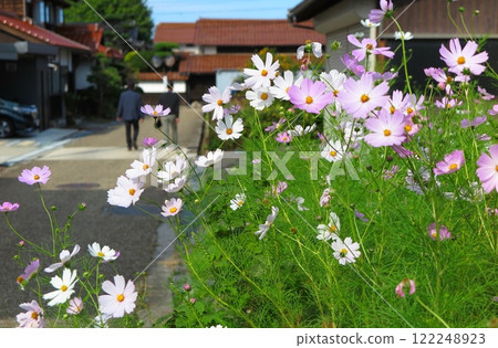 Old streetscape of Shikano-cho, Tottori City: Cosmos blooming in a vacant lot (blurred background) 122248923