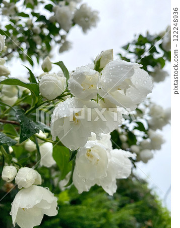 White Jasmine Flowers with Dew Drops on a Rainy Day White Jasmine Flowers with Dew Drops on a Rainy Day 122248936