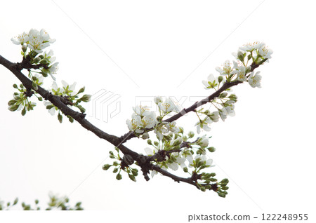 Sumomo flower and blue sky 122248955