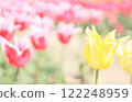 Tulip 122248959