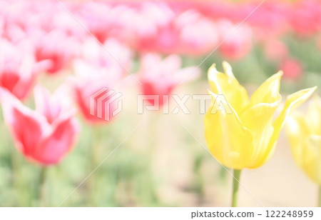 Tulip Tulip 122248959