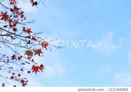 autumn autumn 122248968