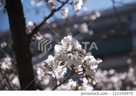 Sakura in the housing complex Sakura in the housing complex 122248979