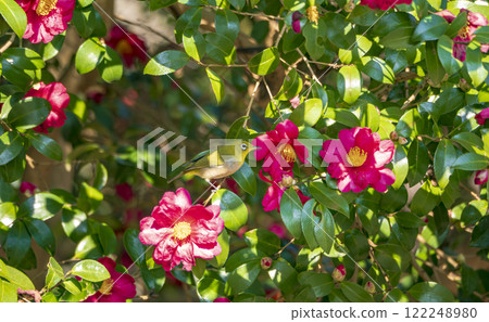 A Japanese white-eye pecking at the red flowers of a camellia A Japanese white-eye pecking at the red flowers of a camellia 122248980