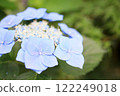 hydrangea   122249018