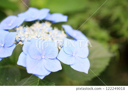 hydrangea hydrangea 122249018