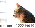The profile of a cat 122249019