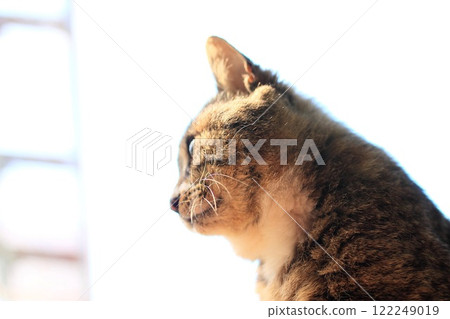 The profile of a cat 122249019