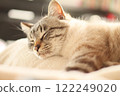 Sleeping cat 122249020