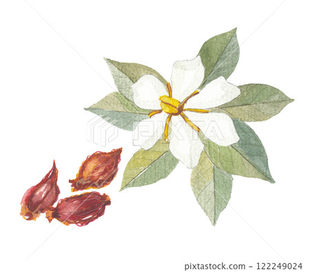 Gardenia flowers and fruit painted in watercolors 122249024