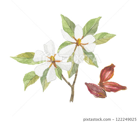 Gardenia flowers and fruit painted in watercolors 122249025
