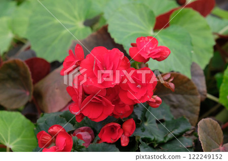 Tuberous begonias red flowers blooming Tuberous begonias red flowers blooming 122249152