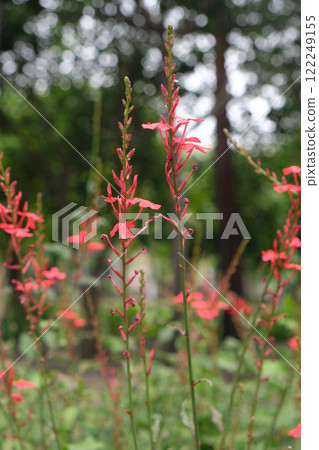 Plumbago indica L Flowers 122249155