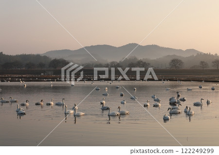 Swan Morning 10 122249299