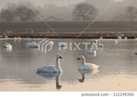 天鵝上午 11 天鵝上午 11 122249300