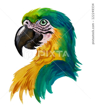 Parrot head. Ink and watercolour illustration 122249334