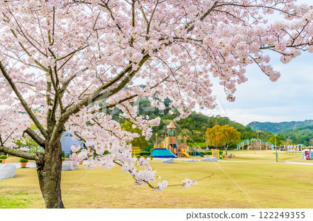 櫻花盛開的岡山美山公園 122249355