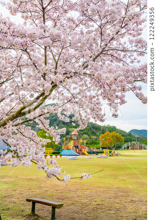 櫻花盛開的岡山美山公園 櫻花盛開的岡山美山公園 122249356