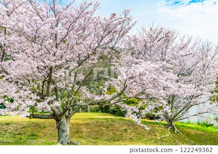 櫻花盛開的岡山美山公園 122249362