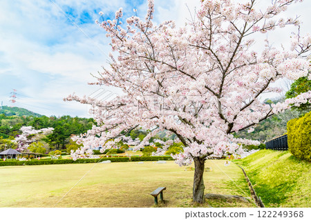 Okayama: Cherry blossoms in full bloom at Miyama Park Okayama: Cherry blossoms in full bloom at Miyama Park 122249368