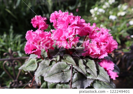 粉紅色的仙客來盛開 122249401