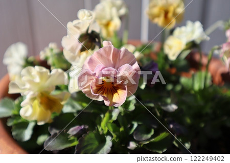 由種子長出的褶邊三色堇 122249402