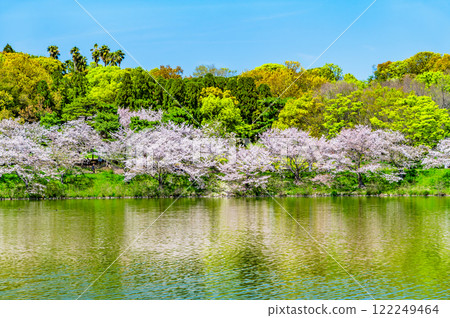 Cherry blossoms blooming at Osaka Flower Expo Memorial Park 122249464