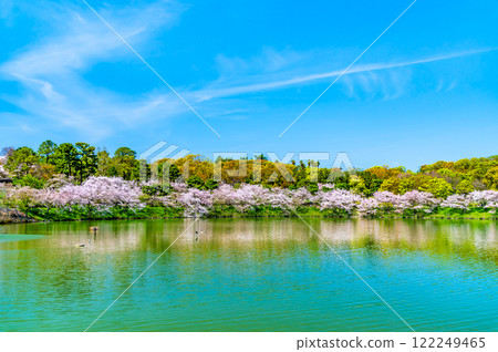 Cherry blossoms blooming at Osaka Flower Expo Memorial Park 122249465