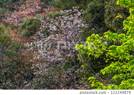 Spring in the Yakushima Offshore Alps (March) - Colorful new green leaves and mountain cherry blossoms 122249879