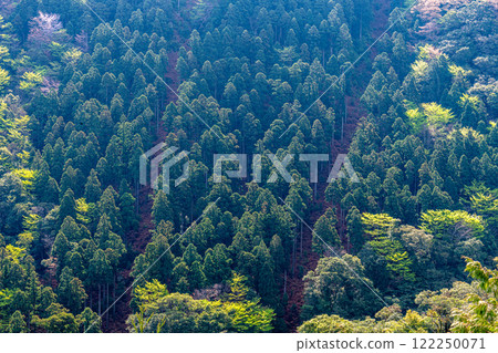 屋久島,近海阿爾卑斯山:神仙居住的山,杉樹群山間新綠盎然,山櫻花盛開 屋久島,近海阿爾卑斯山:神仙居住的山,杉樹群山間新綠盎然,山櫻花盛開 122250071